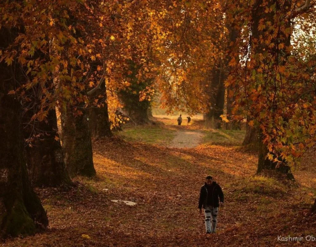 Autumn leaves in Kashmir highlighting kashmir best time to visit in fall